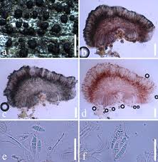 Attēlu rezultāti vaicājumam “Micarea sp.”