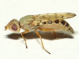 Attēlu rezultāti vaicājumam “Tetanops myopina”