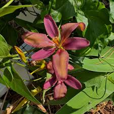 Image result for Pardancanda norrisii