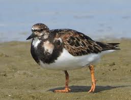 Attēlu rezultāti vaicājumam “Arenaria interpres adult”