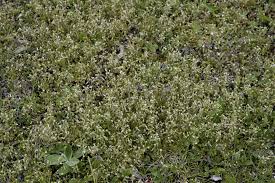 Attēlu rezultāti vaicājumam “Cerastium semidecandrum leaf”