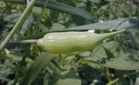 Image result for Raphanus sativus ssp. Oleiformes