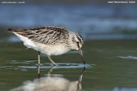 Attēlu rezultāti vaicājumam “Calidris falcinellus adult”