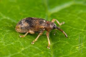 Attēlu rezultāti vaicājumam “Anthonomus pomorum”