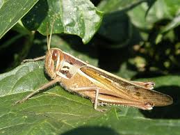 Attēlu rezultāti vaicājumam “Orthoptera”