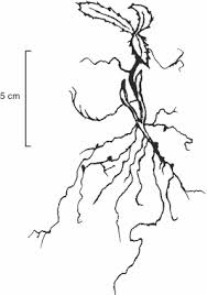 Attēlu rezultāti vaicājumam “Cribraria rubiginosa stalked”