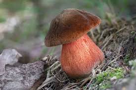 Attēlu rezultāti vaicājumam “Sutorius luridiformis”