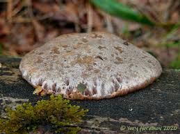 Attēlu rezultāti vaicājumam “Tubifera applanata”