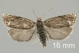 Attēlu rezultāti vaicājumam “Eucosma aspidiscana”