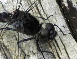 Attēlu rezultāti vaicājumam “Sympetrum danae”