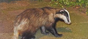 Attēlu rezultāti vaicājumam “Meles meles”