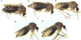 Attēlu rezultāti vaicājumam “Culex pipiens female”