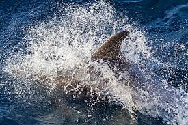 Image result for Lagenorhynchus albirostris