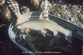 Image result for Cycleptus elongatus