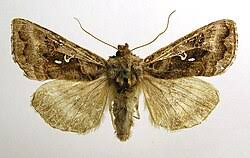Attēlu rezultāti vaicājumam “Autographa pulchrina”