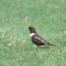 Image result for Turdus torquatus