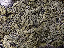 Attēlu rezultāti vaicājumam “Rhizocarpon geographicum”