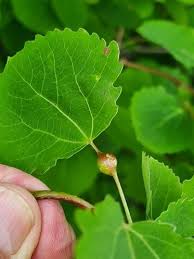 Attēlu rezultāti vaicājumam “Contarinia petioli”