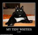 cat in underwear
