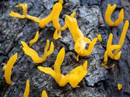 Attēlu rezultāti vaicājumam “Calocera cornea”