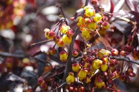 Attēlu rezultāti vaicājumam “Berberis thunbergii fruit”