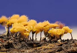 Attēlu rezultāti vaicājumam “Metatrichia vesparia”