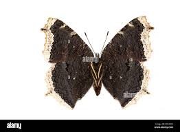 Attēlu rezultāti vaicājumam “Nymphalis antiopa underside”