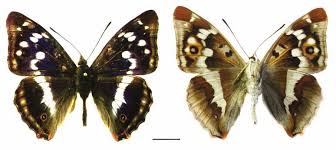 Attēlu rezultāti vaicājumam “Apatura iris male”