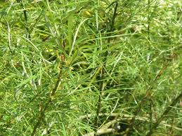 Attēlu rezultāti vaicājumam “Salix repens subsp. rosmarinifolia flower”