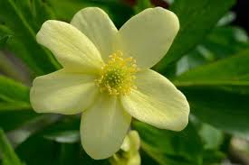 Attēlu rezultāti vaicājumam “Anemone x lipsiensis leaf”