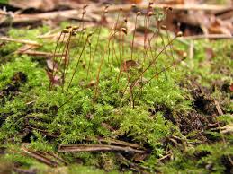 Attēlu rezultāti vaicājumam “Pogonatum dentatum macro”