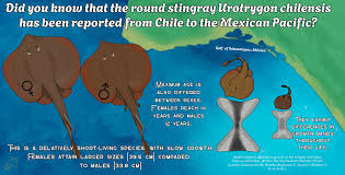 Image result for Leucoraja erinaceus