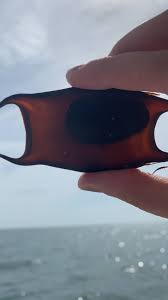 Image result for Rostroraja eglanteria