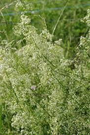 Attēlu rezultāti vaicājumam “Galium album flower”