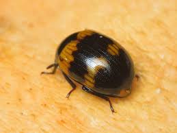 Attēlu rezultāti vaicājumam “Diaperis boleti”