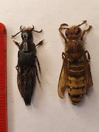 Attēlu rezultāti vaicājumam “Quedius dilatatus”