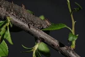 Attēlu rezultāti vaicājumam “Catocala fulminea”