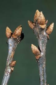 Attēlu rezultāti vaicājumam “Quercus robur bud”