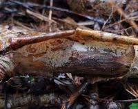 Attēlu rezultāti vaicājumam “Basidiodendron”