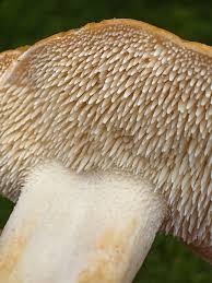 Attēlu rezultāti vaicājumam “Hydnum repandum”