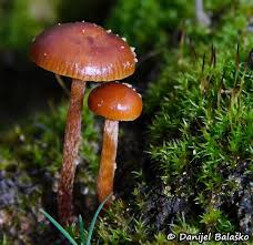 Attēlu rezultāti vaicājumam “Tubifera montana macro”