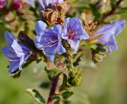 Attēlu rezultāti vaicājumam “Boraginaceae”