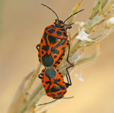 Attēlu rezultāti vaicājumam “Eurydema dominulus imago”