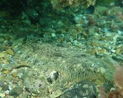 Image result for Haslemere Sub Aqua Club