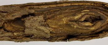 Attēlu rezultāti vaicājumam “Nectria sp., Neonectria sp.”