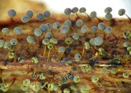 Attēlu rezultāti vaicājumam “Physarum flavicomum”