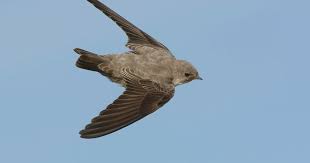 Image result for Ptyonoprogne rupestris