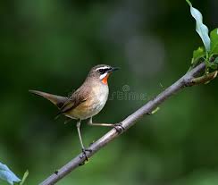 Image result for Luscinia calliope