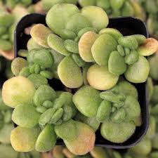 Image result for Aichryson