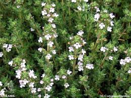 Attēlu rezultāti vaicājumam “Thymus vulgaris leaf”